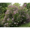 Syringa meyeri 'Palibin' - šeřík meyerův