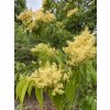 Syringa pekinensis 'Beijing Gold' - šeřík pekingský
