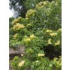 Syringa pekinensis 'Beijing Gold' - šeřík pekingský