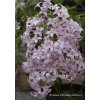 Syringa persica - šeřík perský