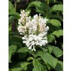 Syringa prestoniae (x) 'Agnes Smith' - šeřík Prestonové