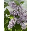 Syringa prestoniae (x) 'Diane' - šeřík Prestonové