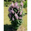 Syringa prestoniae (x) 'Minuet' - šeřík Prestonové