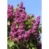 Syringa vulgaris 'Andenken an Ludwig Spaeth' kmínek - šeřík obecný