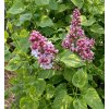 Syringa vulgaris 'Aucubaefolia' - šeřík obecný