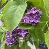 Syringa vulgaris 'Etna' - šeřík obecný