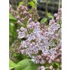 Syringa vulgaris 'Lila Wonder' kmínek - šeřík obecný