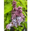 Syringa vulgaris 'Nadezhda' - šeřík obecný