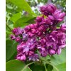Syringa vulgaris 'Paul Thirion' - šeřík obecný