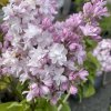 Syringa vulgaris 'ROSE DE MOSCOU' 'Minkarl'PBR - šeřík obecný