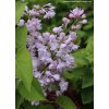 Syringa vulgaris 'ROSE DE MOSCOU' 'Minkarl'PBR - šeřík obecný