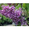 Syringa vulgaris 'Sensation' - šeřík obecný