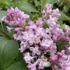 Syringa vulgaris 'Żemczużina' - šeřík obecný
