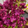 Syringa vulgaris 'Znamya Lenina' - šeřík obecný