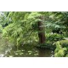 Taxodium distichum - tisovec dvouřadý