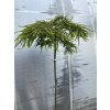 Taxodium distichum 'Secrest' kmínek - tisovec dvouřadý