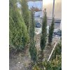 Taxus baccata 'Fastigiata Robusta' - tis červený