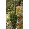 Taxus baccata 'Great Column' - tis červený