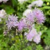 Thalictrum aquilegiifolium - žluťucha orlíčkolistá