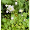 Thalictrum delavayi - žluťucha