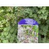 Thalictrum 'Elin' - žluťucha