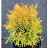 Thuja occidentalis 'Amber Glow' - zerav západní