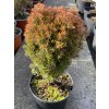 Thuja occidentalis 'Anniek' - zerav západní