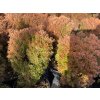 Thuja occidentalis 'Anniek' - zerav západní