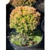 Thuja occidentalis 'Anniek' - zerav západní