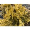 Thuja occidentalis 'Barabits Gold' - zerav západní