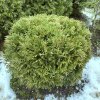 Thuja occidentalis 'Danica' - zerav západní
