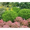 Thuja occidentalis 'Danica' - zerav západní