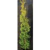 Thuja occidentalis 'Degroot Spire' - zerav západní