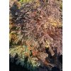 Thuja occidentalis 'Ericoides Variegata' - zerav západní