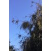 Thuja occidentalis 'Filiformis' - zerav západní