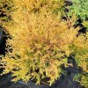 Thuja occidentalis 'Fire Chief' - zerav západní