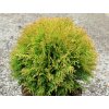 Thuja occidentalis 'Mirjam' - zerav západní