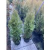 Thuja occidentalis 'Smaragd' - zerav západní
