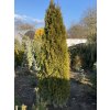 Thuja occidentalis 'Smaragd' - zerav západní