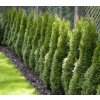 Thuja occidentalis 'Smaragd' - zerav západní