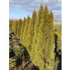 Thuja occidentalis 'Smaragd' balové - zerav západní