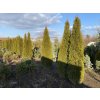 Thuja occidentalis 'Smaragd' balové - zerav západní