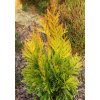 Thuja plicata '4ever Goldy' - zerav obrovský/řasnatý