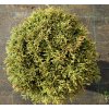Thuja plicata 'Hillieri' - zerav obrovský/řasnatý