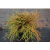 Thuja plicata 'Kagers Beauty' - zerav obrovský/řasnatý