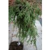 Thuja plicata 'Kagers Beauty' kmínek - zerav obrovský/řasnatý
