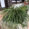 Thuja plicata 'Whipcord' - zerav obrovský/řasnatý