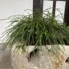 Thuja plicata 'Whipcord' - zerav obrovský/řasnatý