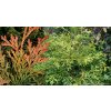 Thujopsis dolabrata 'Aurea' - zeravinec japonský