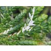 Thujopsis dolabrata 'Variegata' - zeravinec japonský